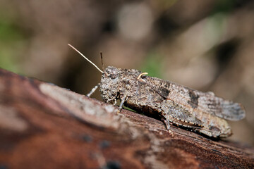 Blaufl&uuml;gelige &Ouml;dlandschrecke ( Oedipoda caerulescens ).