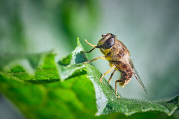 Gemeine Keilfleckschwebfliege ( Eristalis pertinax ).