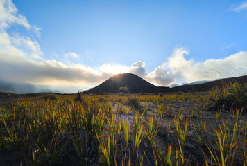 A beautiful wide-angle shot of a sunrise over a mountain. Filled with tall, golden and green grasses growing out of dark soil, illuminated by the low sun.