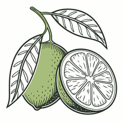 Botanical illustration of a lime, cut lime, leaves, and citrus family plant