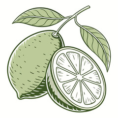 Illustrative Drawing of Fresh Lime Fruit with Slice and Green Leaves