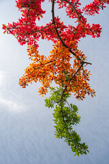 Colorful maple tree branch with vibrant leaves against a bright blue sky