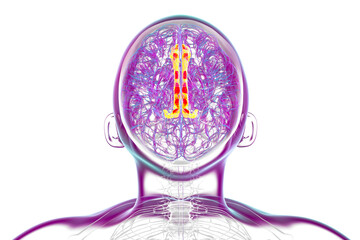 Human brain highlighting the cingulate gyrus, 3D illustration