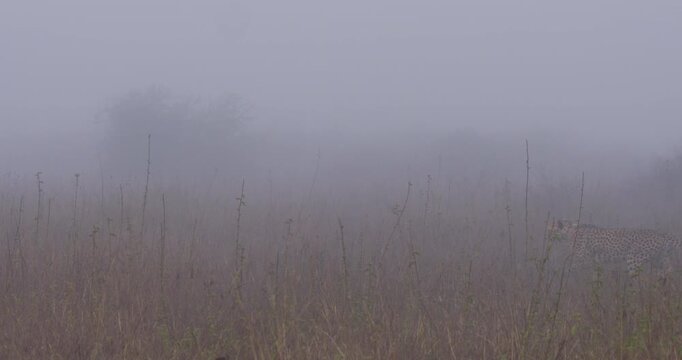 Wide of two Cheetah's (Acinonyx jubatus) walking through tall dry grass with one limping in foggy morning in savannah grassland in Kenya