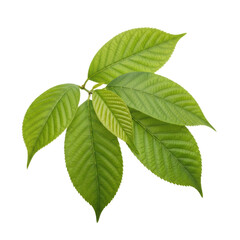Fototapeta premium A cluster of fresh, vibrant green leaves with intricate vein patterns and supple textures, gently swaying on an unseen stem against a pristine plain white background, concept of natural purity and