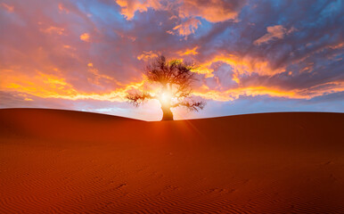 Silhouette of dry tree while sand dune in desert  at sunset