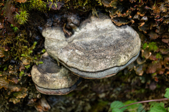 der zunderschwamm fomes fomentarius
The tinder sponge