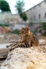Tabby Cat on the Ruins of Ancient Athens