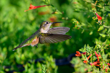 Hummingbirds flying in a flower garden.  