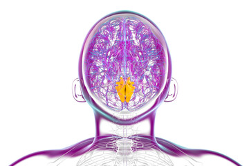 Human brain with highlighted cuneus gyrus, 3D illustration