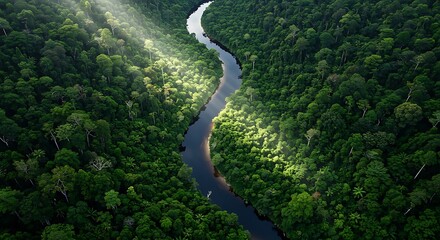 Aerial view of a winding river flowing through a dense, lush green forest, with sunlight filtering through the canopy.