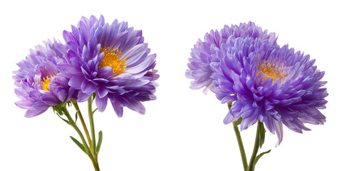 Set of a, Callistephus chinensis, China aster or annual aster, isolated on a transparent background.
