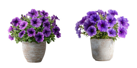 Set of a, Vibrant purple petunias in a textured pot, isolated on a transparent background.