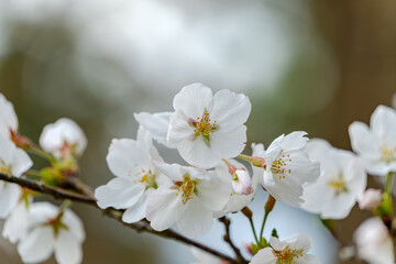 満開の白い桜の花のクローズアップ
