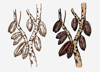 Cocoa beans on a branch, monochrome vector illustration, hand drawn