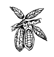 Cocoa beans on a branch, monochrome vector illustration, hand drawn