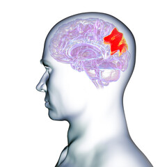 Human brain with highlighted precuneus gyrus, 3D illustration