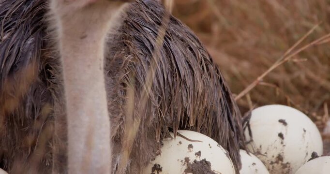 Extreme close up of a Somali ostrich (Struthio molybdophanes) neck body brooding in a rainy savannah in kenya