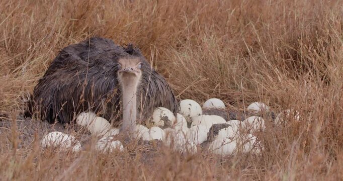 Wide of a Somali ostrich (Struthio molybdophanes) brooding on eggs on a muddy savannah ground in kenya