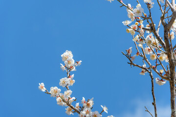 青空に映える白梅の花と枝