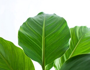 Fototapeta premium Close-up vibrant green leaves (2)