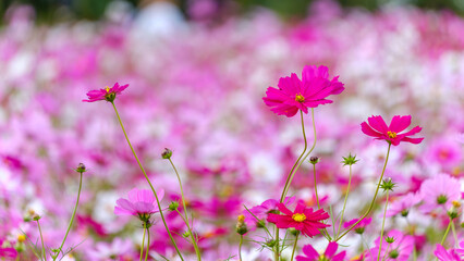 鮮やかなピンク色のコスモスが咲く花畑