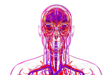 Human brain with highlighted blood vessels, 3D illustration.