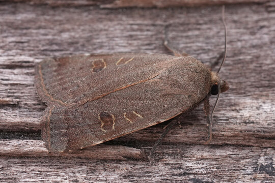 Closeup on a  lesser yellow underwing owlet moth, Noctua comes