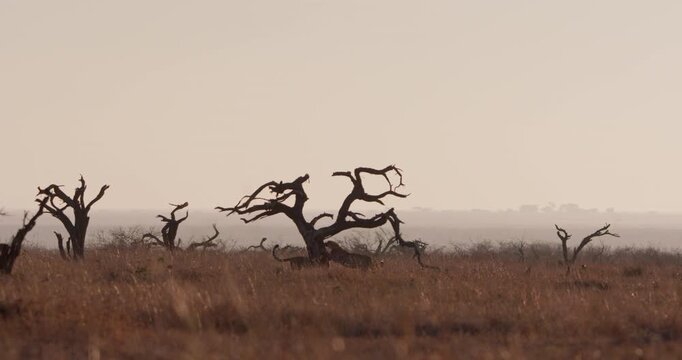 Very wide of a pair of Cheetahs (Acinonyx jubatus) scent marking on a dead tree in the dry savannah grassland at daybreak in Kenya