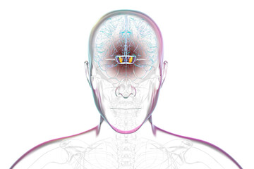 Human brain with highlighted substantia nigra, 3D illustration.