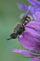 Lasiopa Soldier Fly on a flower: A close-up shows a wet fly perched on a purple flower petal, tiny droplets clinging to its body and the bloom.