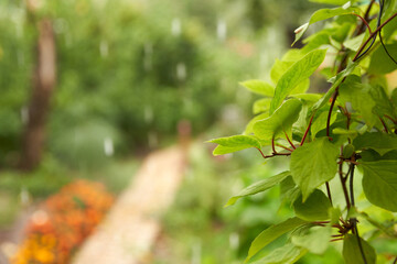 Rain in the garden. In the foreground is a shoot of Schisandra chinensis, in the blurred background is a wet footpath surrounded by flowers and plants in raindrops.