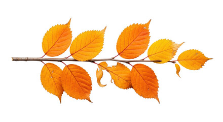 Naklejka premium A solitary horizontal branch with naturally textured wood supports vibrant orange and yellow autumn leaves, showing intricate veins and subtle drying, isolated on a transparent background with no