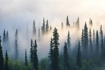 Obraz premium A misty forest with tall pine trees and sun rays breaking through the fog