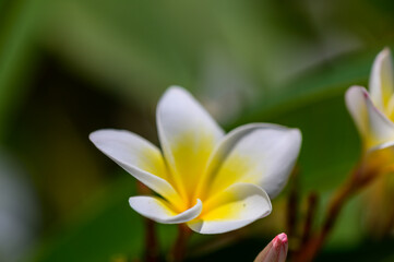 Closeup of White Tropical Bougainvillea Flower