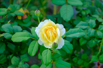 緑の葉に包まれた黄色いバラの花