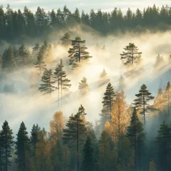 Plexiglas schilderij Mistig bos A misty forest with tall pine trees and sun rays breaking through the fog  © Rochilah