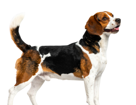  Firefly_Charming beagle dog standing on all fours in side profile, ears perked up and tail ra 456455 PNG