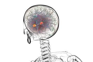 Human brain with highlighted amygdala, 3D illustration