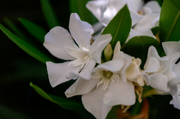 Macro of White Oleander Flowers – Toxic Beauty
