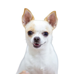 A small, adorable purebred chihuahua puppy with a brown and white coat sits patiently for a studio portrait