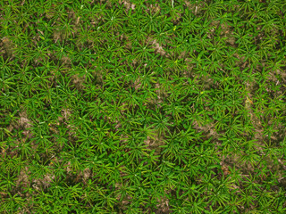 Plantain plant field above top view