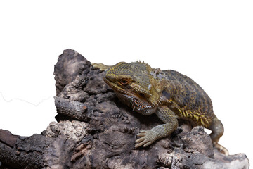 The close-up macro eye of a brown bearded dragon lizard reptile with scales is isolated on a white background