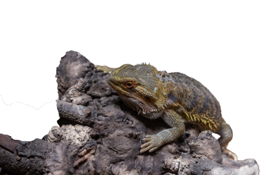 The close-up macro eye of a brown bearded dragon lizard reptile with scales is isolated on a white background