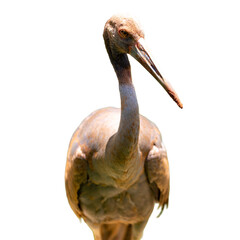 A detailed portrait of a large crane shows its large beak and distinctive red and yellow eyes.