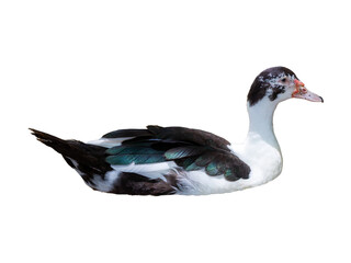 Brown wild ducks with black feathers and a yellow beak float on the water