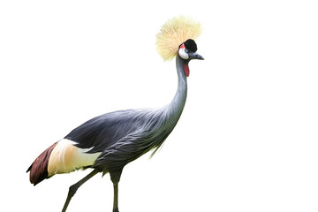 A magnificent grey crowned crane stands tall, its striking red crest and feathered crown a beautiful sight in the wild