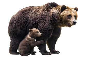 Fototapeta premium Grizzly Bear and Cub: A Powerful Wildlife Encounter on White Background