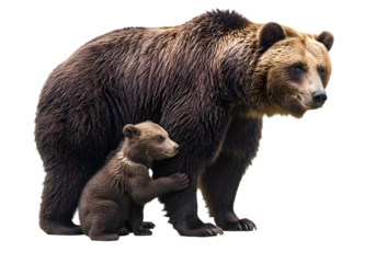 Grizzly Bear and Cub: A Powerful Wildlife Encounter on White Background