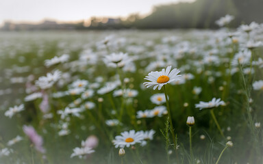 Field of white daisies with yellow centers in soft light